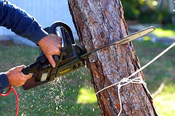 Best Weed Control  in Albany, TX